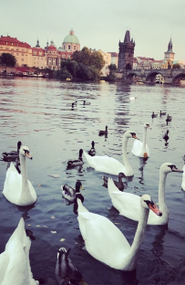 Even though I grew up in the city center of Prague, I am still amazed how beautiful this town is. In the picture is one of my favorite spots in Kampa Park.